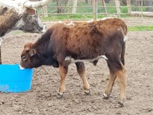 RIO GRANDE CHEX X PJS GINGER N SPICE BULL CALF*