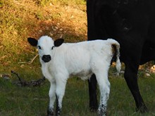 Shamrock Rio Van Horne's calf