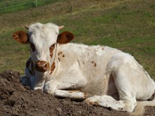 Grand Zyes Bull  Calf