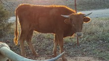 Days Ciara heifer calf