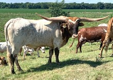 RJF Illini Cowboy 