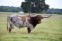 Cowboys Cadence
