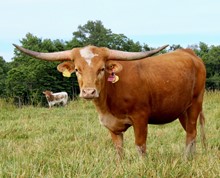 PB Duchess Cassidy