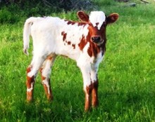 Annie Oakley Heifer 12