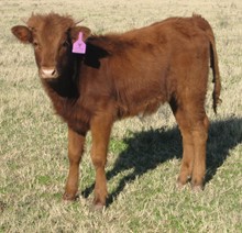 Unnamed Heifer 6