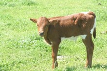 Beautiful Bomber calf