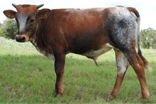 Magnum 2017 Bull Calf