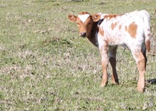 Sittin Sombrah heifer calf