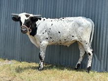 Showman Steer Calf