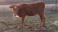 Sunflower heifer calf
