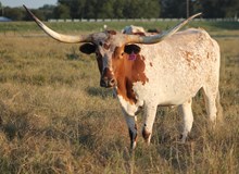CWR Texana Cowgirl