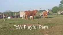 TX W Playful Pam