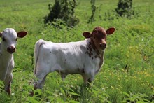 FROSTYLICIOUS 2019 BULL CALF