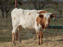 TBILL'S ROXANNE