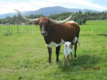 JR Galena