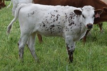 TULIP 23 Heifer