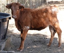016 (Heifer x Emma Lou)
