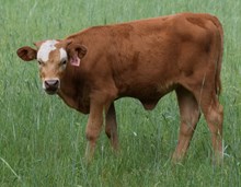 Coalura 24 Heifer