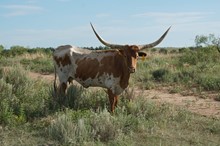 CO Ranch Lady