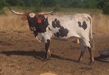 MI TIERRA VACA 023