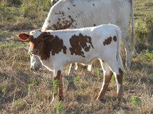 un-named bull