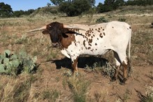MRC Cowboy Firecracker