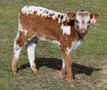 So Sweet 25 Heifer