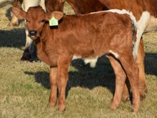 Carmel Cream 24 Bull