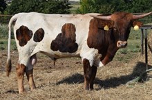 Carmela 16 Steer