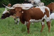 OL RURA