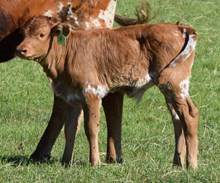 Senadue 25 Bull