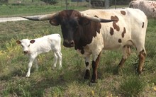 WTR SHILOH'S TWIST