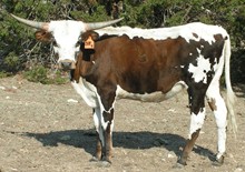 ALLENS 311