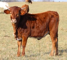 Hubbells Rio Victoria Heifer