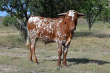 LADY BLUE X KID STEER