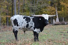 West Point Texa 168