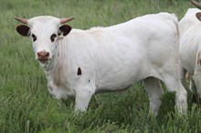 1004 Rocky x Bean heifer 2017