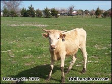 DDR Butterscotch