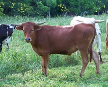 NEL-TAM BUSHWACKER