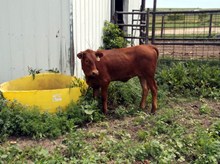 CALF 1019