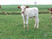 LTL BIT OF HONEYS BULL CALF