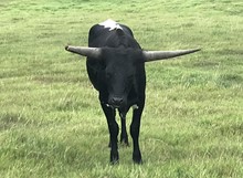 Caviar Heifer