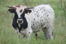 1067 Rocky x Tempting Rose bull 2017