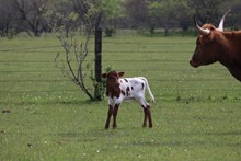 CLEAR SAND 2019 BULL CALF 