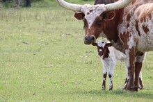 COWBOY 2019 BULL CALF