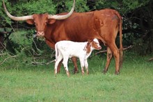 HOT STUFF 2019 BULL CALF
