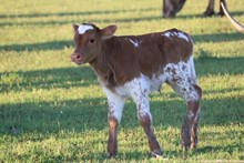 SHILOH 2019 BULL CALF