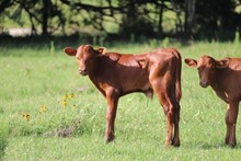 RED PEPPER 2019 BULL CALF