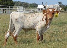 739 Bull