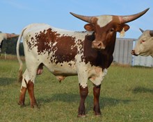 Bull 641